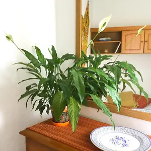 Casa De Amig@s En Santa Cruz De La Palma Apartamento Santa Cruz de la Palma (Isla de la Palma)